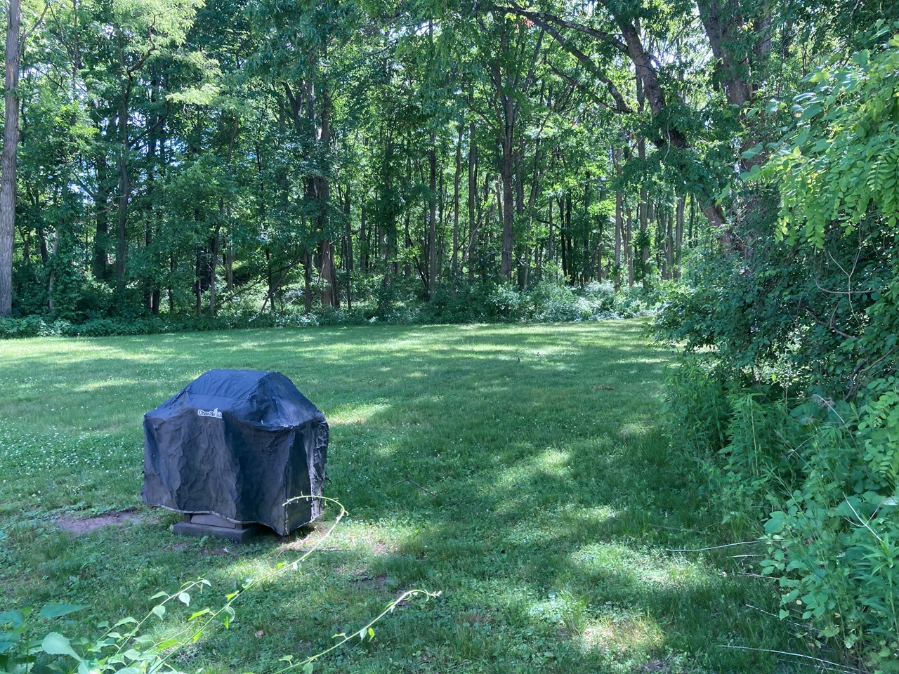 back yard