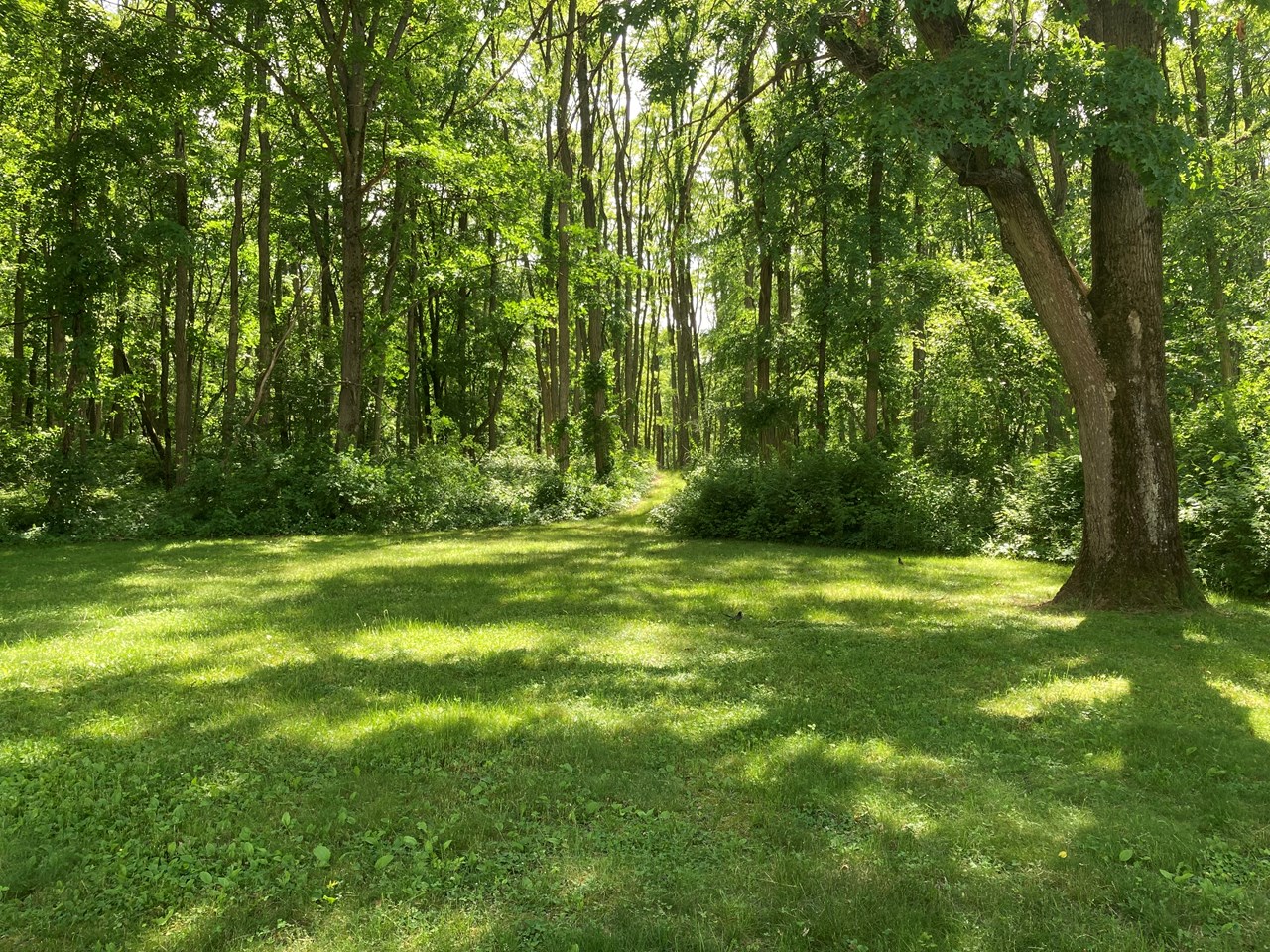 back yard trail
